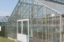 600 tys. ton wegla do upraw szklarniowych i tunelowych