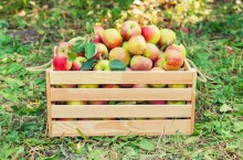 Sprzedaż jabłek prosto z sadu