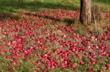 program nadzwyczajna pomoc dla sadowników