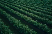 Mimo okupacji zebrano 500 ton borówki na rynek UE