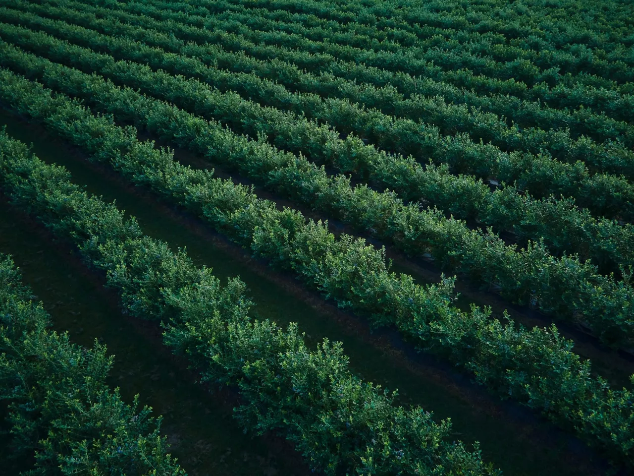 Mimo okupacji zebrano 500 ton borówki na rynek UE