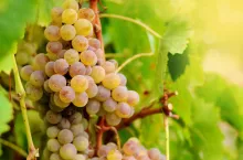 niskie ceny winogron we Włoszech