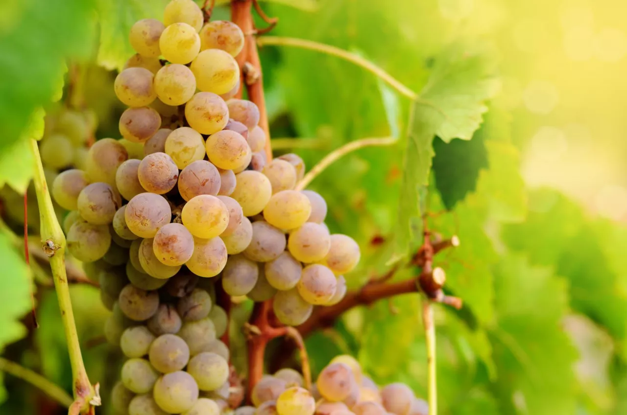 niskie ceny winogron we Włoszech