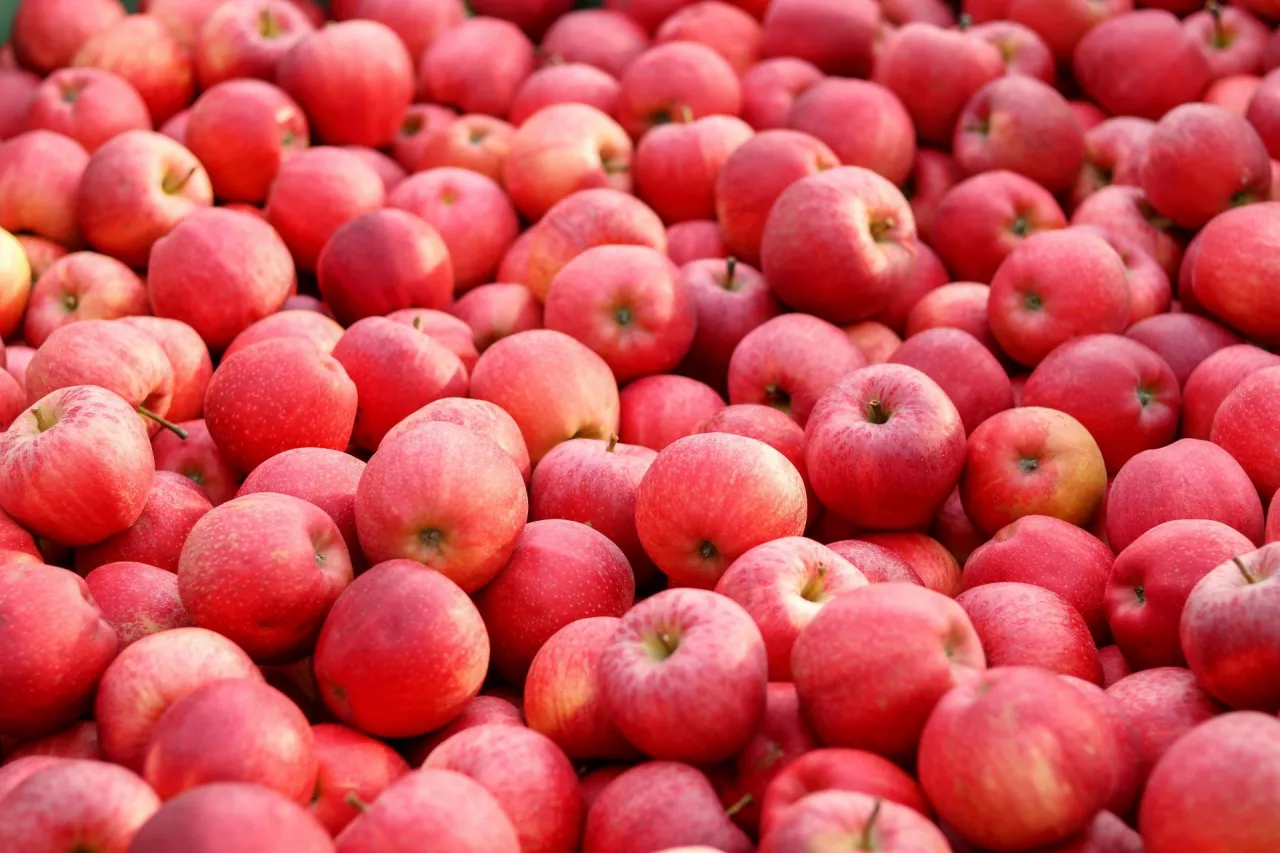 Eksport polskich jabłek do Indii