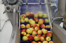 T.B.Fruit należności dla producentów jabłek