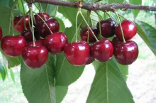 Zbiór owoców odmiany Wasilisa przypada w piątym tygodniu dojrzewania czereśni