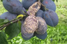 Brunatna zgnilizna owoców odmiany Joganta