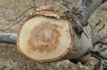 Zbrązowienie rdzenia pnia jabłoni powstałe w wyniku infekcji Neonectria galligena