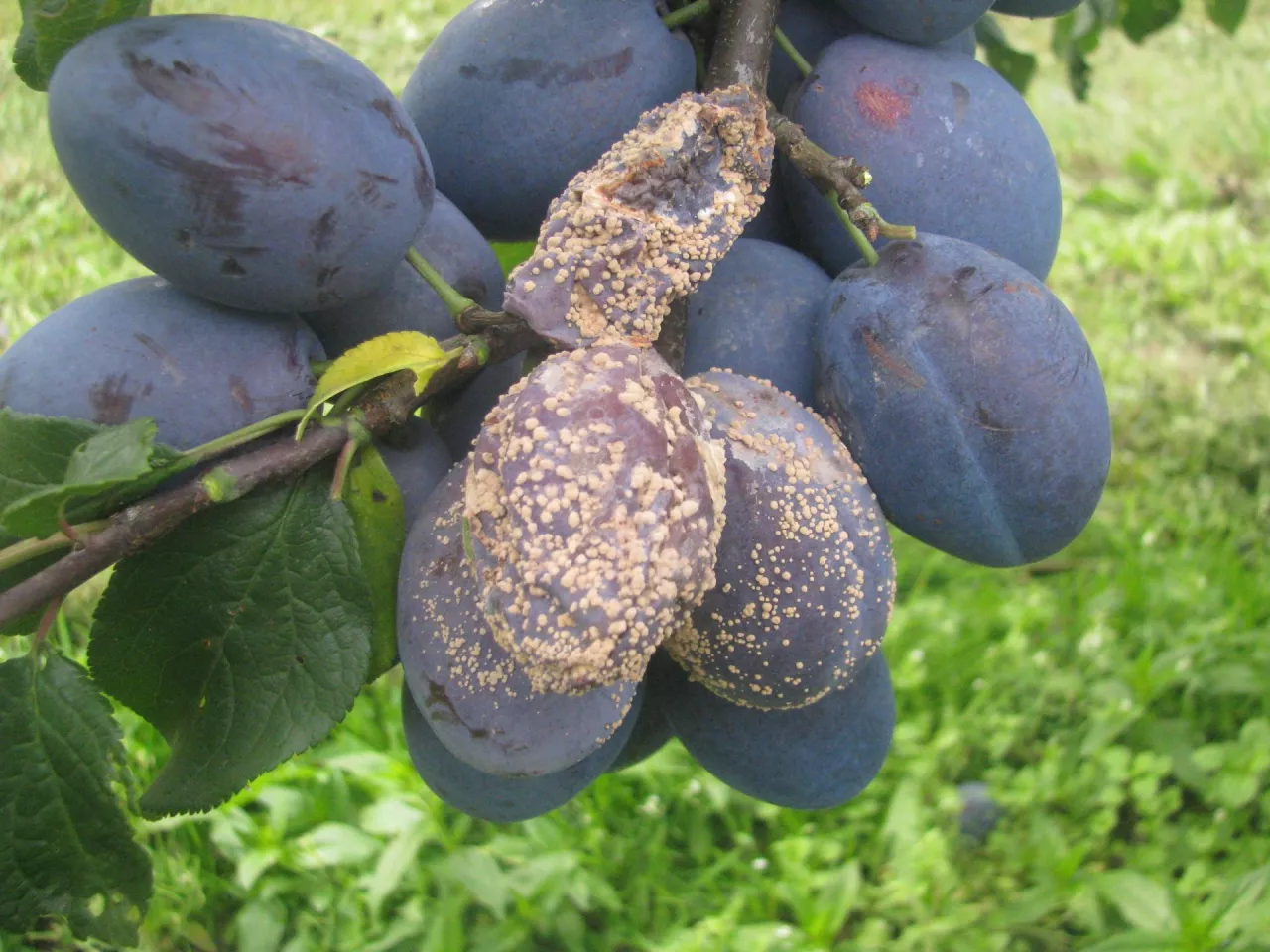 Brunatna zgnilizna owoców odmiany Joganta