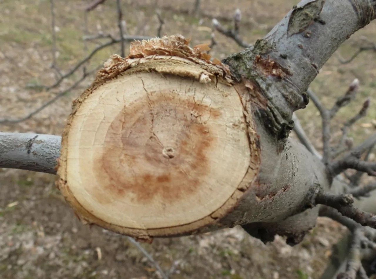 Zbrązowienie rdzenia pnia jabłoni powstałe w wyniku infekcji Neonectria galligena