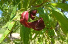 Kędzierzawość liści brzoskwini zwalczanie