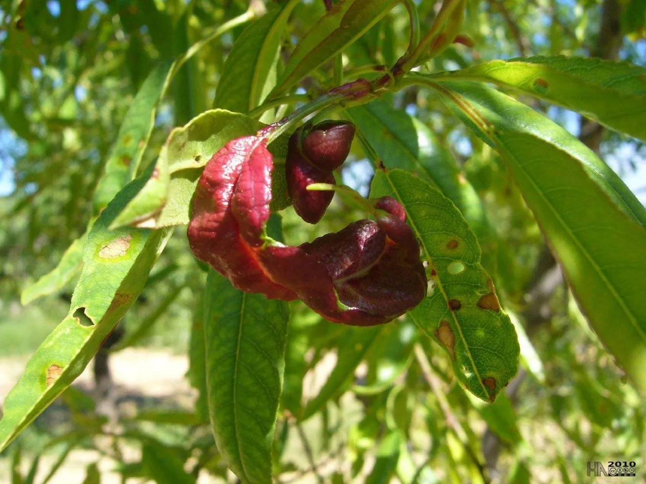 Kędzierzawość liści brzoskwini zwalczanie