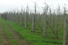 Rozkład liści jako sposób na skuteczny nawóz dla swoich upraw