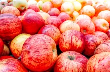 jabłka gala, cena jabłek, cena na 2023 rok