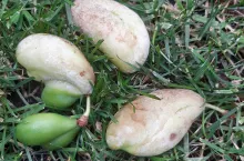 W tym roku w wielu sadach śliw wystąpiła torbiel śliwek, chorobie sprzyjała chłodna i deszczowa pogoda w kwietniu, w początkowej fazie rozwojowej drzew