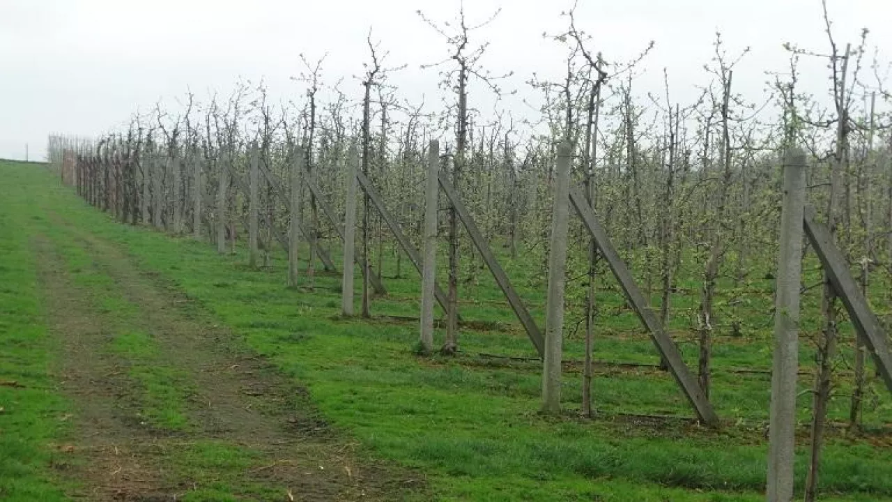 Rozkład liści jako sposób na skuteczny nawóz dla swoich upraw