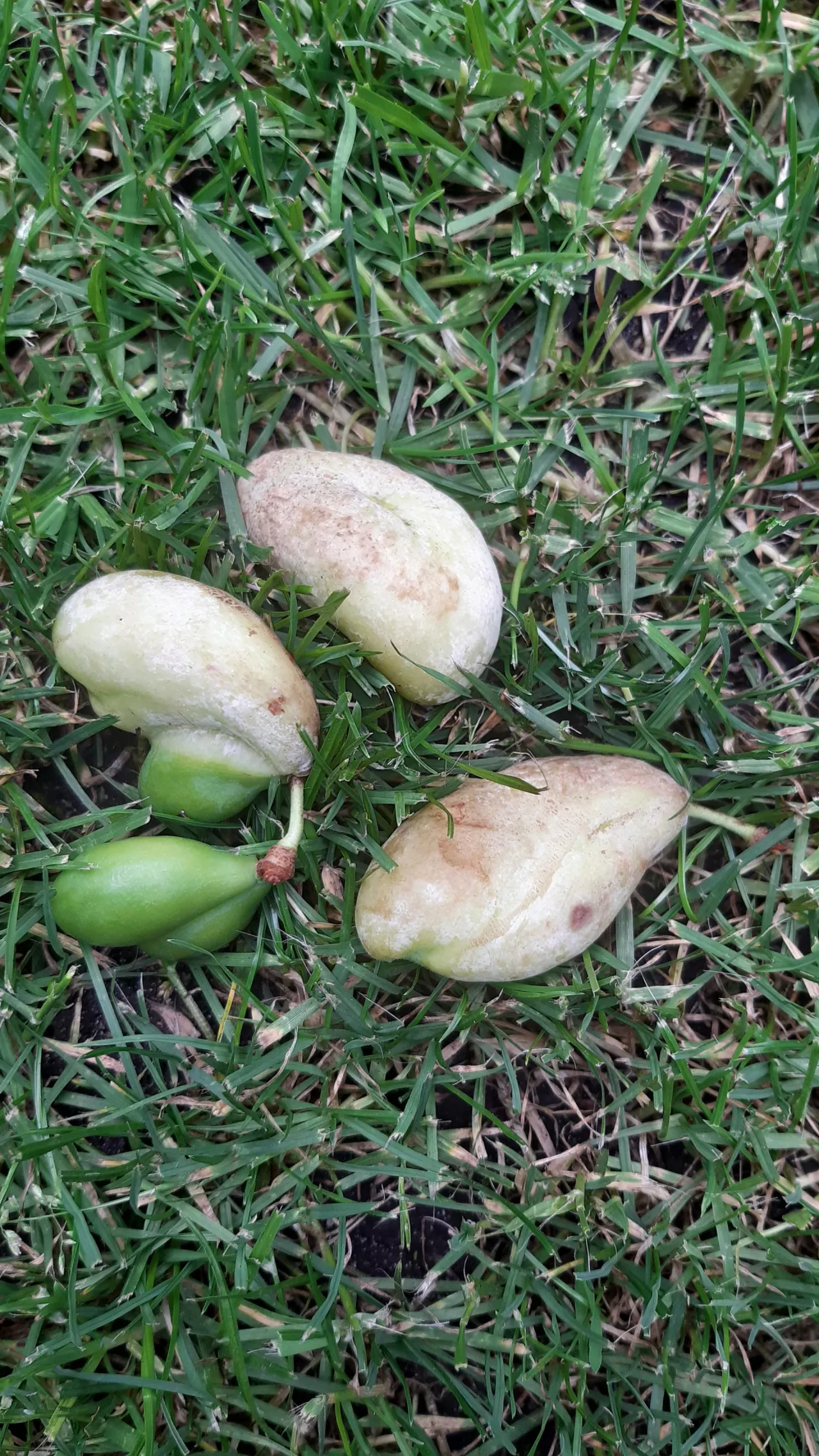 W tym roku w wielu sadach śliw wystąpiła torbiel śliwek, chorobie sprzyjała chłodna i deszczowa pogoda w kwietniu, w początkowej fazie rozwojowej drzew