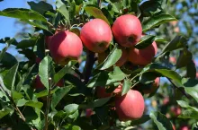 Owoce odmiany Gala Alvina na kilka dni przed zbiorami