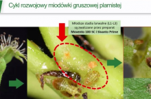 Cykl rozwojowy miodówki - Bayer