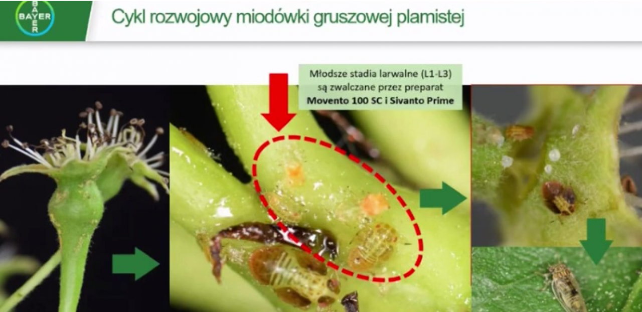 Cykl rozwojowy miodówki - Bayer