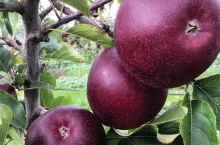 Bordowe Jabłka fruitnet.com facebook, Bravo