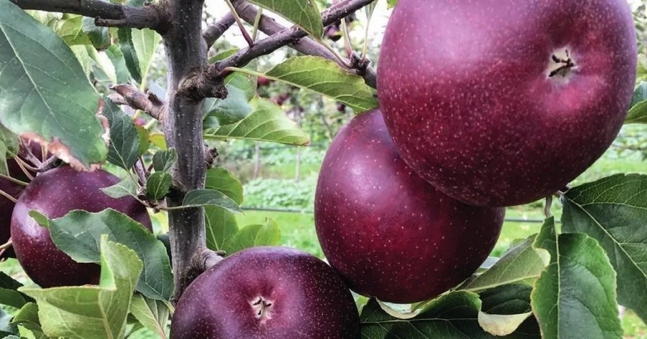 Bordowe Jabłka fruitnet.com facebook, Bravo