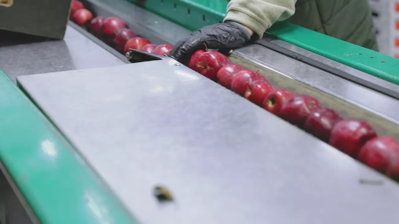 eksport polskich jabłek do Jordanii