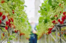 uprawa wertykalna truskawek farma hydroponiczna