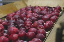 jabłka na linii produkcyjne, eksport polskich jabłek, pomoc dla deserowych