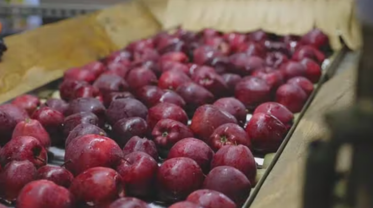 jabłka na linii produkcyjne, eksport polskich jabłek, pomoc dla deserowych