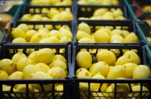 Rekordowe ceny cytryn