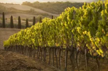 Kontrole PIORiN Winnice