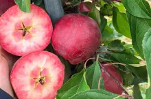 Kissabel odmiana klubowa