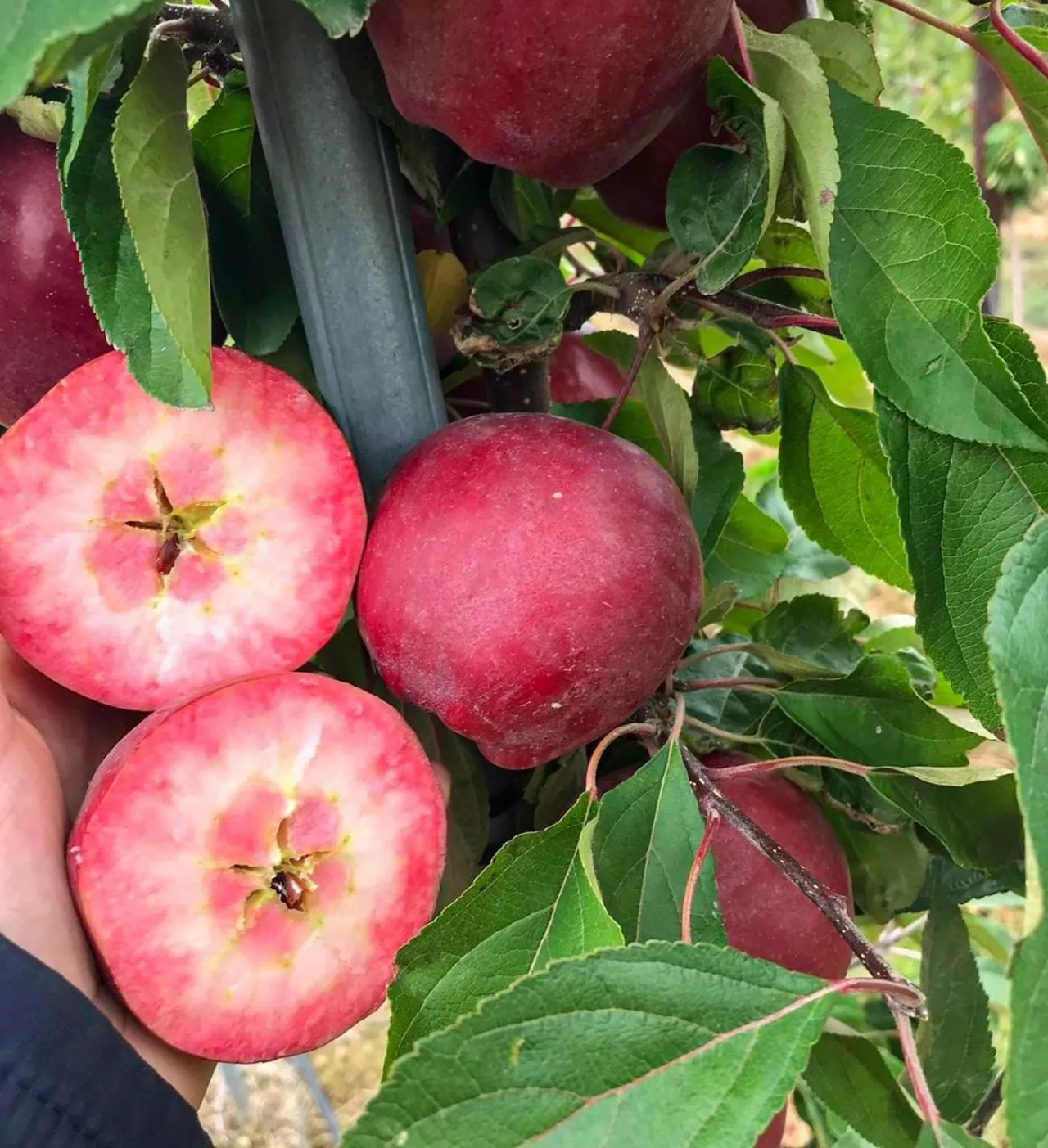 Kissabel odmiana klubowa