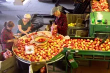 Uniwesrytet Cornella Honeycrisp Facebook