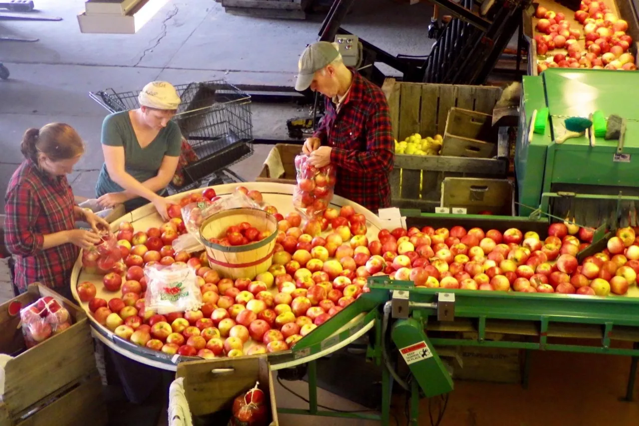 Uniwesrytet Cornella Honeycrisp Facebook