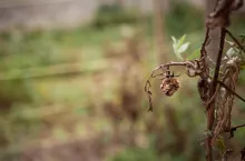 pomoc klęskowa dla rodzin