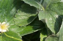 Przędziorek na truskawkach