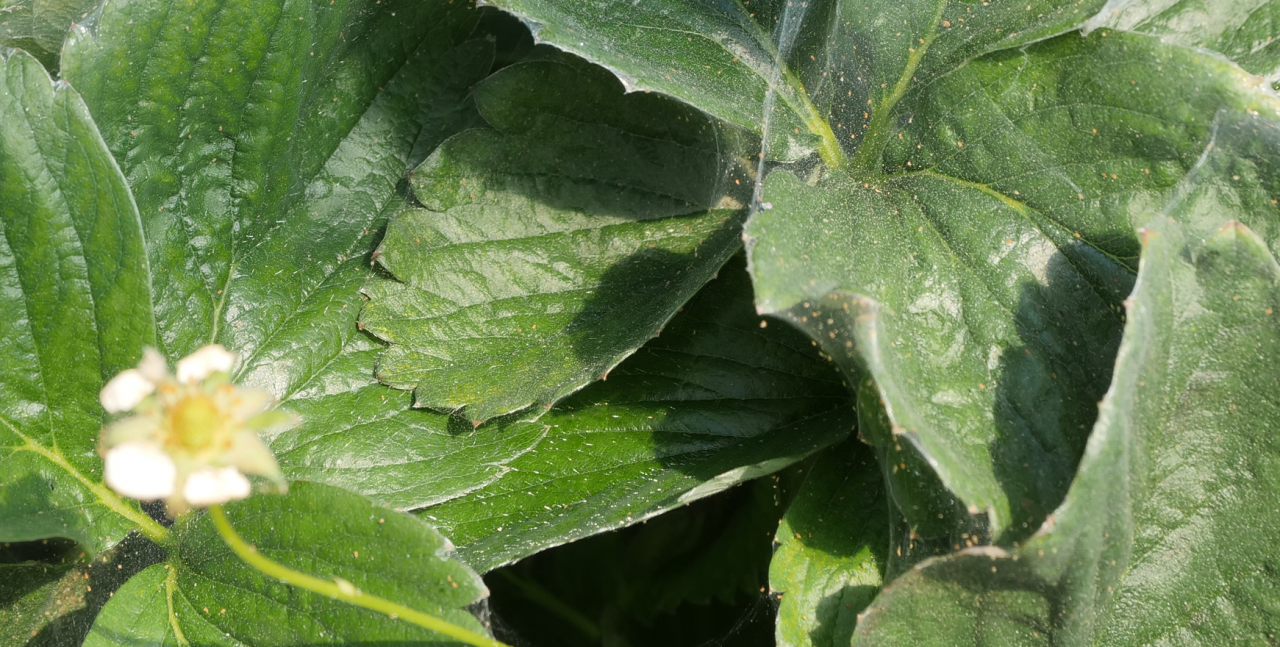 Przędziorek na truskawkach