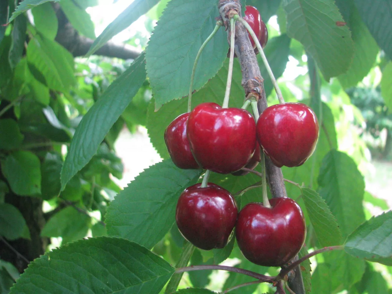 Owoce odmiany Zagadka osiągają masę 8,0–9,0 g, okrywa je ciemnoczerwona, mocna, błyszcząca skórka