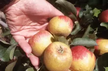 Bardzo charakterystycznym objawem wystąpienia późnomajowych przymrozków były różnego rodzaju ordzawienia skórki – zdjęcie wykonano w rejonie, gdzie spadki temperatury były największe – tu ordzawienia na wielu owocach zajmowały nawet kilkadziesiąt procent powierzchni skórki jabłek