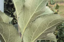 Objawy żerowania pordzewiaczy najlepiej widać w okresie wzrostu owoców (charakterystyczne brązowienie liści po spodniej stronie zaczynające się od ich podstawy), ale świadczy to już o wielokrotnym przekroczeniu progu zagrożenia