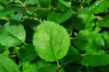 Przyszłość chemicznej ochrony roślin w krajach UE została przesądzona; pytanie: kto na tym skorzysta, a kto straci?