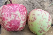 Charakterystyczne okropkowanie jabłek świadczące o obecności tarcznika niszczyciela w sadzie