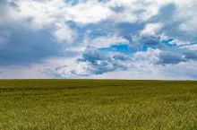 Co wpływa na żyzność gleby?