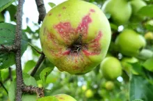 Jabłko odmiany Golden Delicious silnie zasiedlone przez tarcznika niszczyciela; wokół żerujących larw powstają charakterystyczne przebarwienia