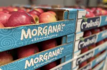 Morgana - Carolus Fruit Trees facebook