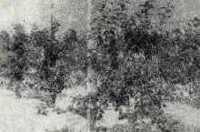 Drzewa odmiany James Grieve w 3 roku po posadzeniu
prowadzone w szpalerach