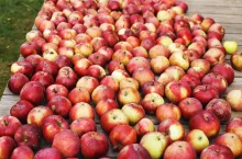 Witold Boguta Rola Organizacji