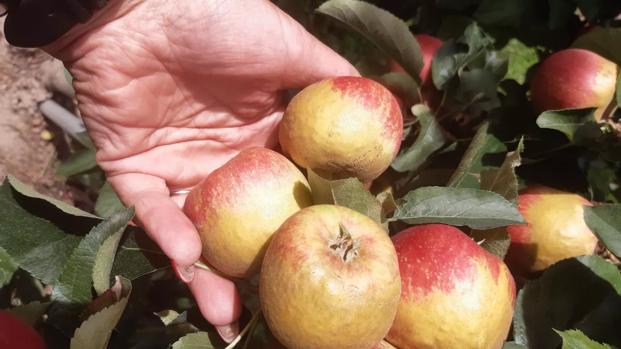 Bardzo charakterystycznym objawem wystąpienia późnomajowych przymrozków były różnego rodzaju ordzawienia skórki – zdjęcie wykonano w rejonie, gdzie spadki temperatury były największe – tu ordzawienia na wielu owocach zajmowały nawet kilkadziesiąt procent powierzchni skórki jabłek